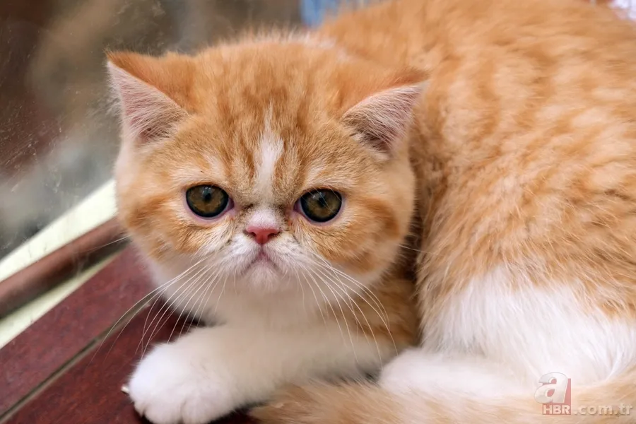 Evcil hayvan sahipleri buraya! Kedinizle iletişim kurmanın en pratik yolu 2