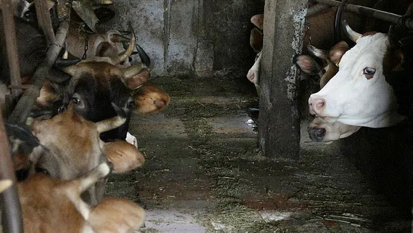 Kuban Bayramı'na sayılı günler kaldı! Diyanet'ten vekaletle kurban kesen kurumlara uyarı - 2