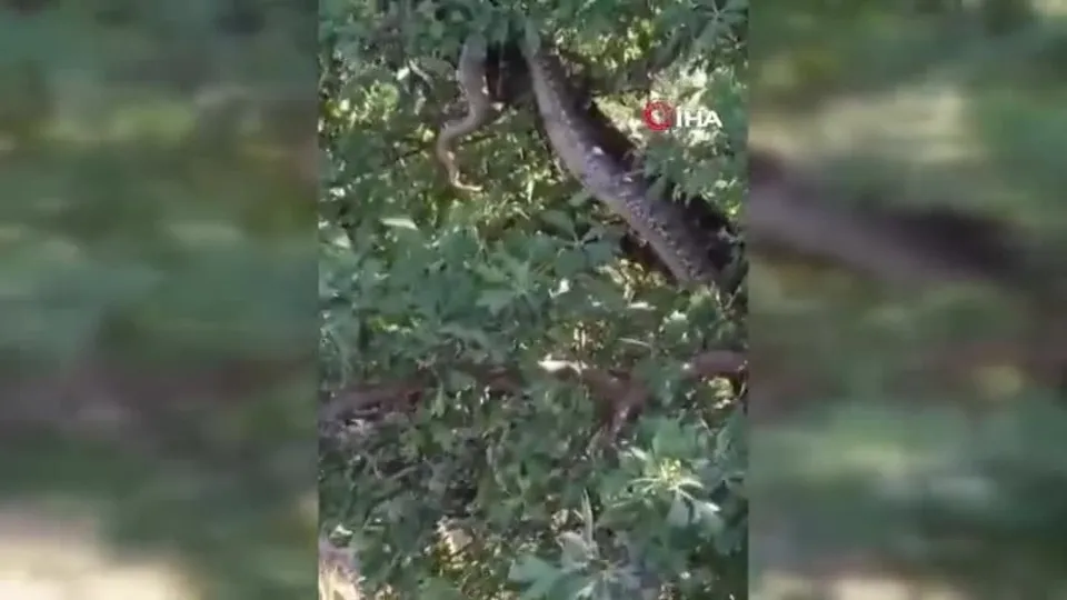 Görüntüler Türkiye’den! 4 metrelik dev yılanı gören gözlerine inanamadı