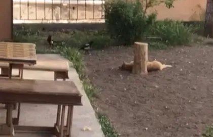 Saksağan kuşunun gazabına uğradı! Ankara’da vatandaşlar anbean görüntüledi 🐕🆚🐦