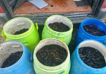 Çanakkale'de 'deniz patlıcanı' operasyonu