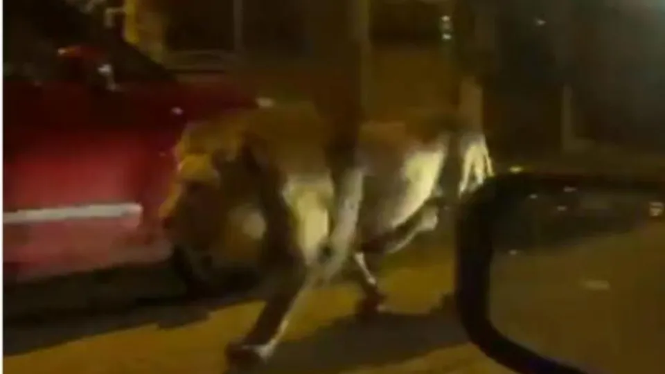 Sokakta ASLAN paniği! Sirkten kaçıp…