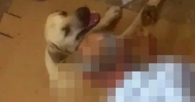 Antalya'da iğrenç olay Ayaklarını hortumla bağladığı köpeğe tecavüz etti