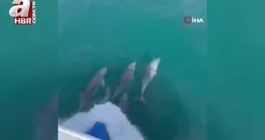 Yunusların dansı görsel şölen oluşturdu