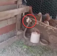 Dev yılan telef etti! Böyle izlediler