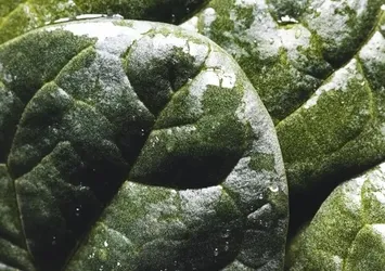 En güçlü omega-3 kaynağı! Dondurunca vitamini artıyor...