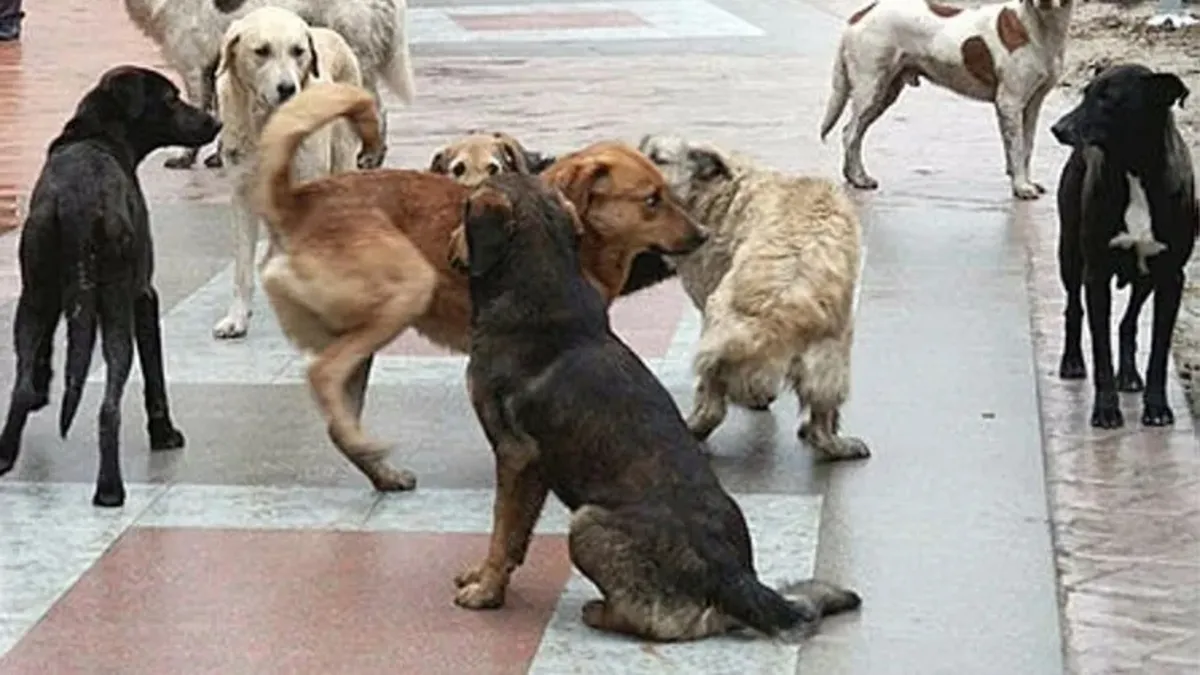 Başıboş köpekler için halkın nabzı tutuldu! Her iki kişiden biri sokak hayvanlarını tehlikeli buluyor
