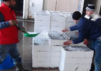 Hamsi döndü, fiyatlar düştü