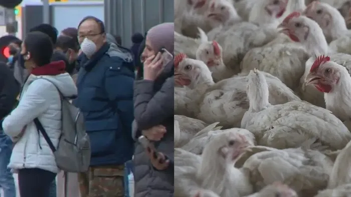 dso-uyardi-meksikada-ilk-olumcul-h5n2-kus-gribi-vakasi-1717621580206.jpeg DSÖ uyardı: İnsanlar üzerinden ölümcül etkili virüs! Meksika'da ilk ölüm yaşandı | Dünya genelinde yayılma endişesi - 2