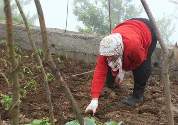 Karadeniz'de zararlı kelebek 'Ricania simulans' tehlikesi