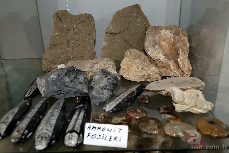 Eskişehir'de dinozorlardan önce yok olmuş canlı fosili buldu! Tam 550 milyon yıl öncesine ait... 4