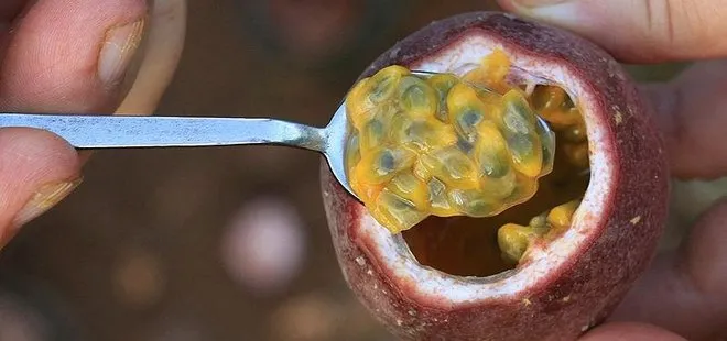 'Aşk meyvesi'nin hasadı başladı! Kilosu 100 TL'den satılıyor talep yağıyor