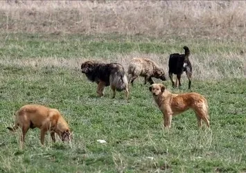 Başıboş köpek sorunu nasıl çözülecek? Uzman isim A Haber'de cevapladı