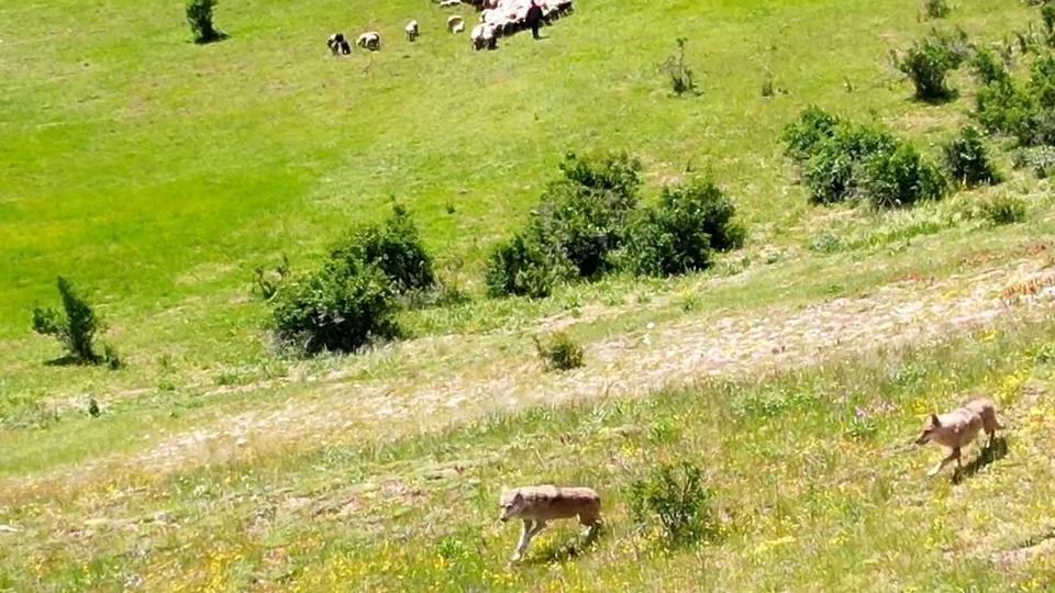 Koyun sürüsüne pusu kuran kurtlar kamerada!