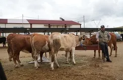 Hayvan pazarları ve yapay et iddialarına yanıt