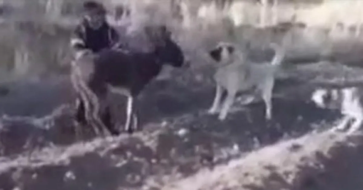 Kahramanmaraş'ta eşeğe sopalı işkence! Sinirleri alt üst eden görüntü
