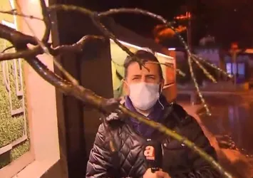 TFF Tesisi'ndeki asırlık çınar devrildi