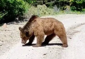 Köy yoluna inen boz ayı görüntülendi