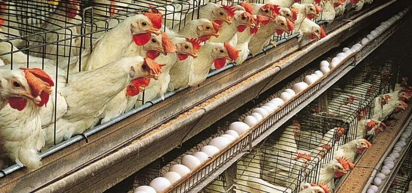 Fırsatçılar yine ortaya çıktı! Kuş gribini bahane edip yumurta fiyatlarını yükselttiler