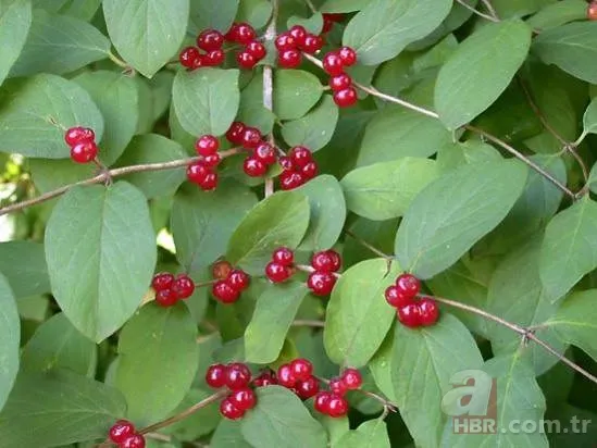 Osmanlı mutfağının şifa kaynağı! Kızılcık etkisi: C vitamini, antioksidan zengini 4