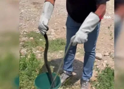 Tuvaletten çıkan şoke etti!