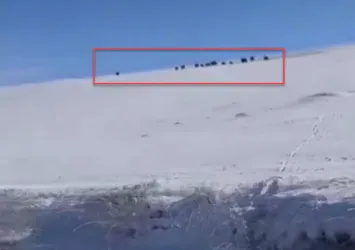 Gündüz vakti sürü halinde ortaya çıktılar