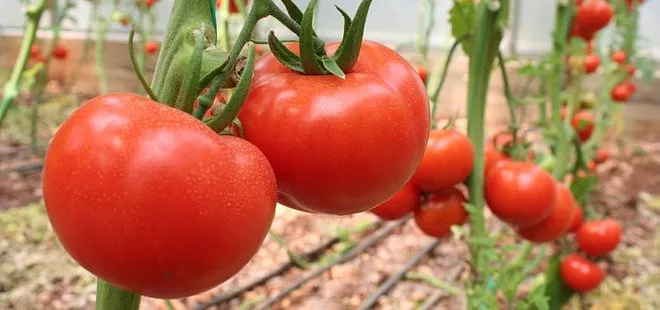 Rusya`dan dört şirkete daha ’domates’ izni
