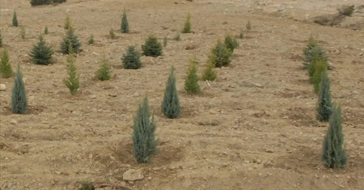 Fidan Bagisi Nasil Yapilir Tema 1 Fidan Fiyati Kac Tl Yangin Bolgeleri Icin Fidan Bagisi Nasil Yapilir