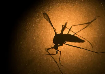 Zika virüsünü yayan protein bulundu