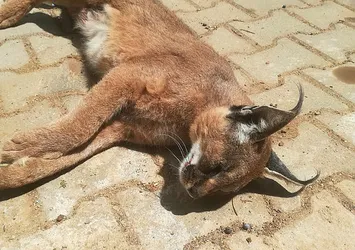 Türkiye'de sayısı çok az ve nesli tükeniyor! Karakulak ölü halde bulundu