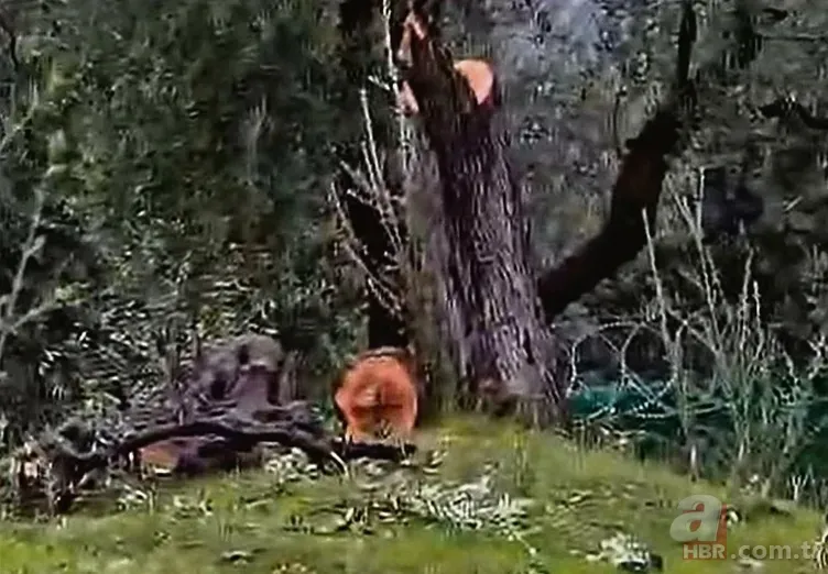 CHP’de "zeytin" ikiyüzlülüğü! Skandal sonrası istifa | Katliamın görüntüsü ortaya çıktı 13