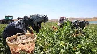 600 kişiye iş kapısı oldu! Elazığ’ın organik lezzeti Avrupa ve ABD’ye satılıyor