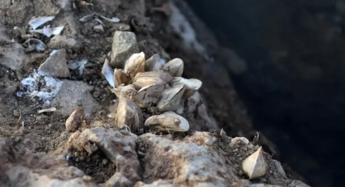 Zebra midyeler Türkiye’yi 10 yılda istila etti, balıkçılık için büyük sorun olacak - 2