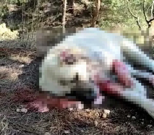 zehirli-balik-kafalari-atip-8-kopegi-oldurduler-1612908387466.jpg Zehirli balık kafaları atıp 8 köpeği öldürdüler! Sakarya'da insanlık dışı olay... - 1
