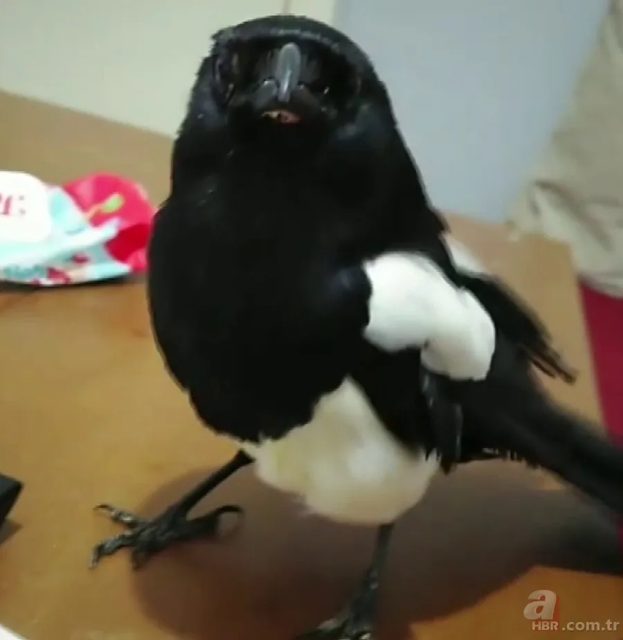 Papağan gibi konuşan karga sosyal medyada gündem oldu | İşte video görüntüler 3