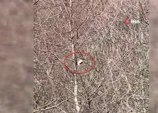 Yayla evinin davetsiz misafirleri! Aynı gün içinde kamerada