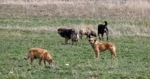Başıboş köpek sorunu nasıl çözülecek?