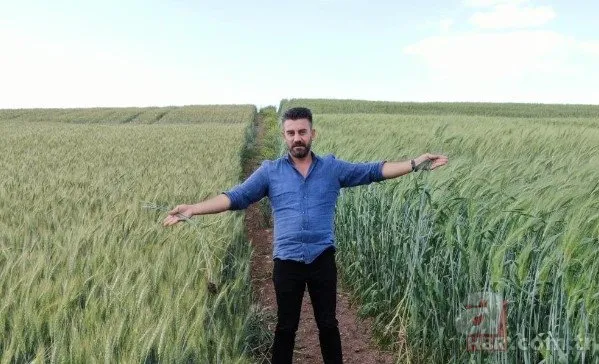 Arkeoloji kazılarında bulundu: 7 bin yıllık 3 kat daha fazla verimli buğday boy verdi! ’Buğday sorunu kalmayacak’🌾