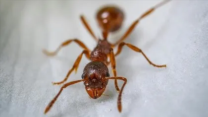 Karıncalardan kurtulmak meğer çok kolaymış! Kokusundan kaçacaklar...