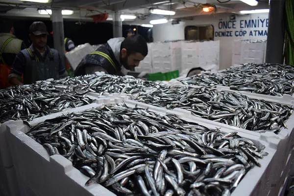 Son dakika: Karadeniz’de hamsi avına 10 gün yasak getirildi