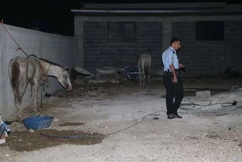 Adana'da kaçak at kesimi deposuna operasyon - 2