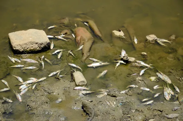 Karasu Nehri'nde korkutan balık ölümleri - 3