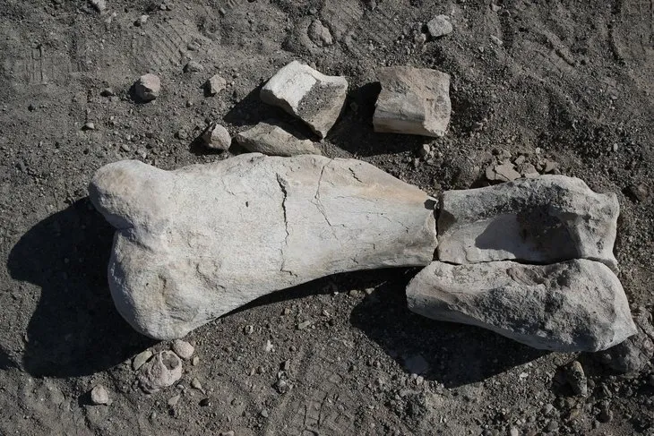 Keçi çobanı milyon yıllık fosil buldu