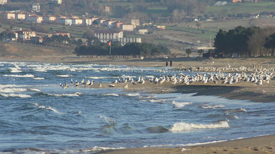 Sinop sahillerinde martı istilası