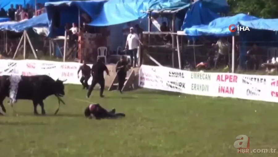 Şampiyon boğanın gazabı! Sahibine böyle saldırdı 6