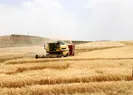 Tahıl ambarındaki hasat sevindirdi