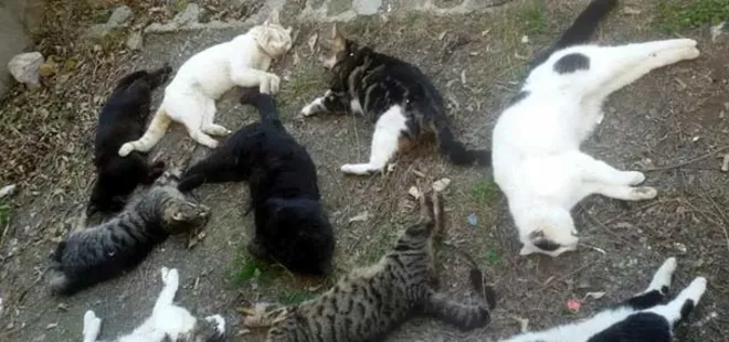 Alanya'da 30 kedi katledildi