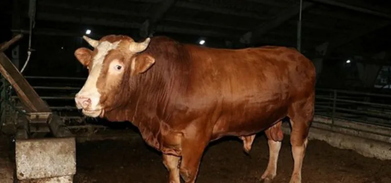 Şarbon hastalığı nedir? Nasıl ve nereden bulaşır? Şarbon hastalığı belirtileri nelerdir?