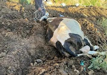 İnek uçurumdan düştü! Kurtarılmayı bekliyor...