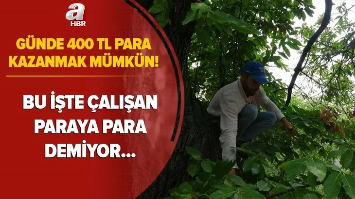 Günde 400 TL para kazanıyor! Bu işte çalışan paraya para demiyor! Cesareti olan yapabilir...